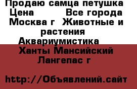 Продаю самца петушка › Цена ­ 700 - Все города, Москва г. Животные и растения » Аквариумистика   . Ханты-Мансийский,Лангепас г.